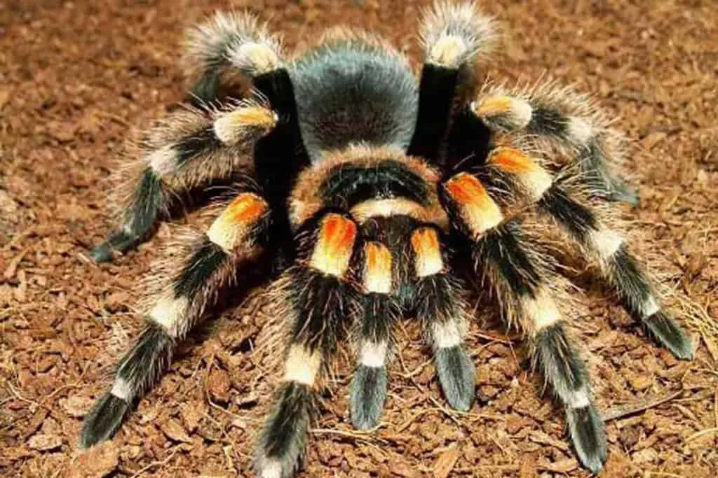 21664 tarantula frog cleaning