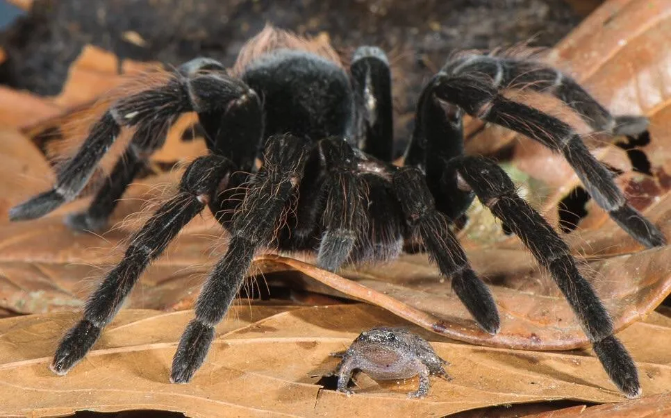 21664 tarantula frog enclosure