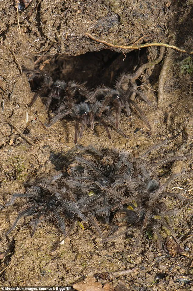 21664 tarantula frog feeding