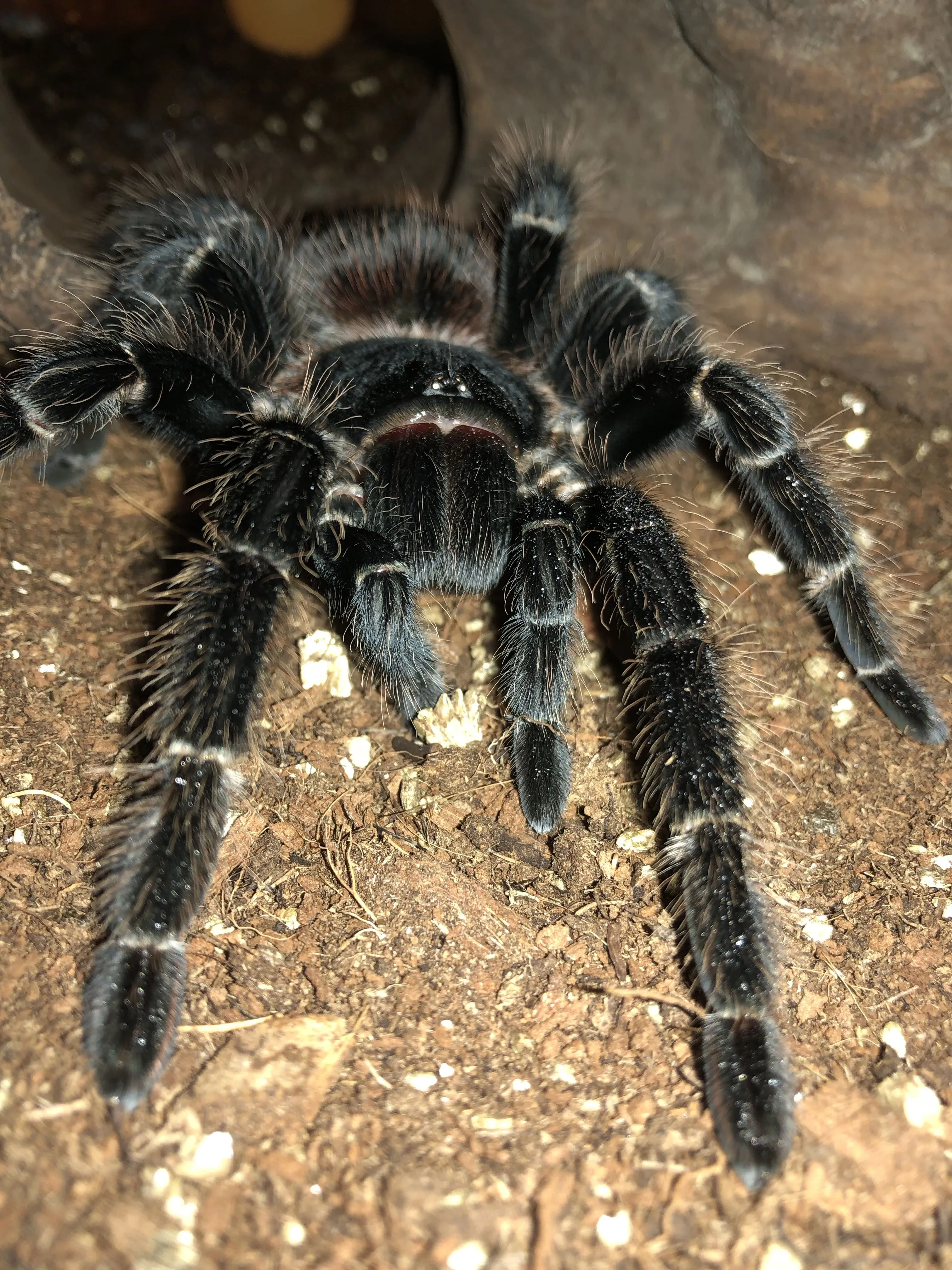 /img/21664-tarantula-frog-handling.webp