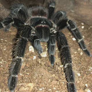 /img/21664-tarantula-frog-handling.webp