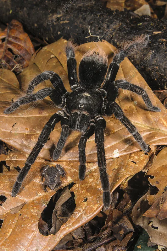 21664 tarantula frog substrate