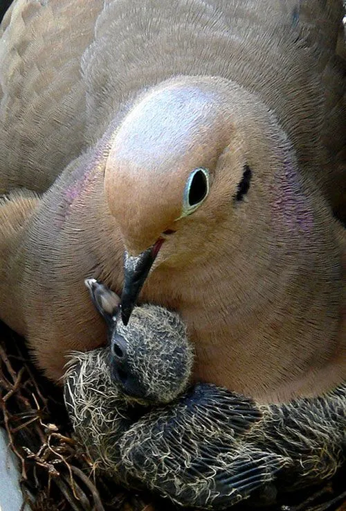 21666 turtle dove feeding