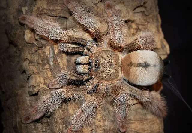/img/21668-panama-blonde-tarantula-conservation.webp
