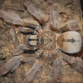 /img/21668-panama-blonde-tarantula-conservation.webp