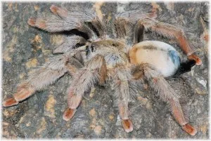 21668 panama blonde tarantula defensive