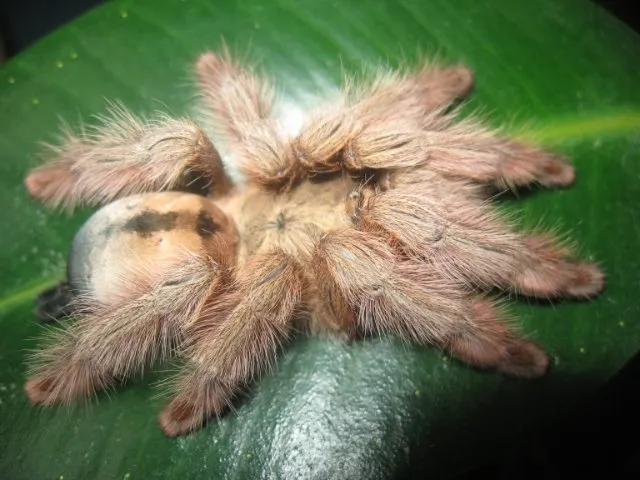 21668 panama blonde tarantula feeding