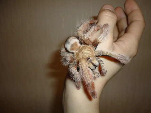 21668 panama blonde tarantula habitat