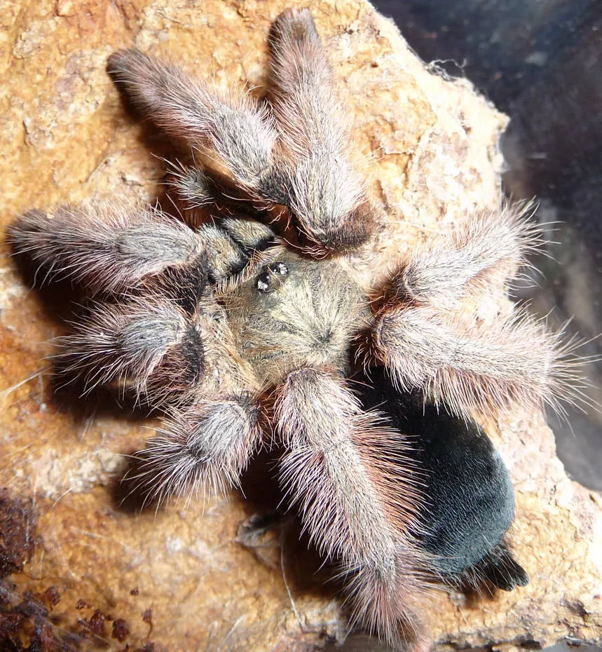 21668 panama blonde tarantula native range