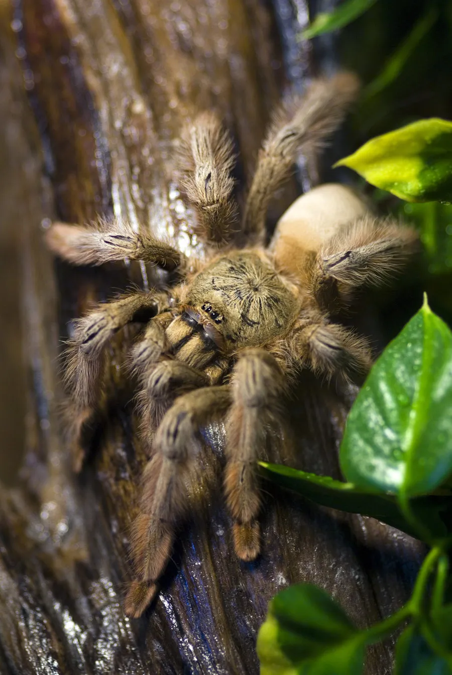 21668 panama blonde tarantula size
