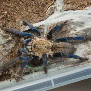 /img/21669-cobalt-blue-tarantula-philippines-care.webp