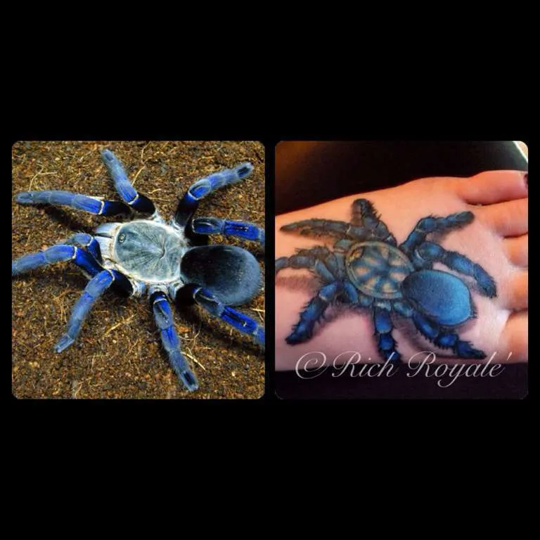 21669 cobalt blue tarantula philippines enclosure