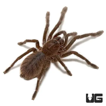 21669 cobalt blue tarantula philippines handling