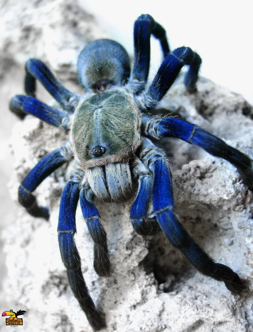 21669 cobalt blue tarantula philippines health