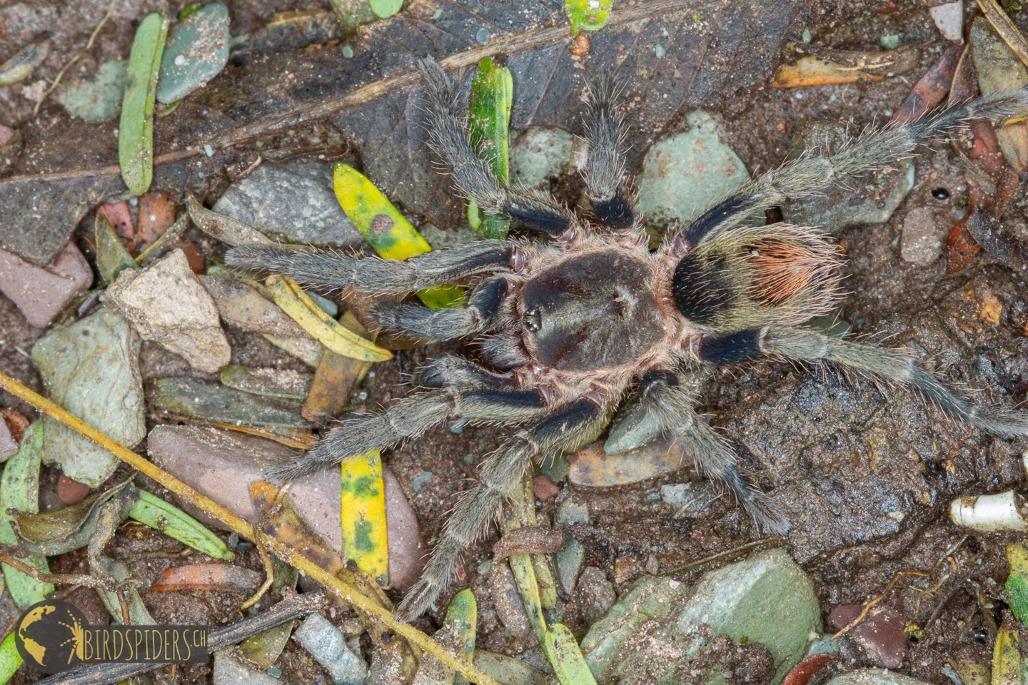 21669 cobalt blue tarantula philippines marketplace
