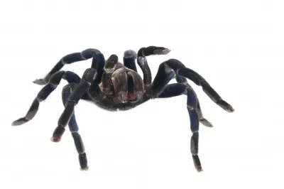 21669 cobalt blue tarantula philippines seller