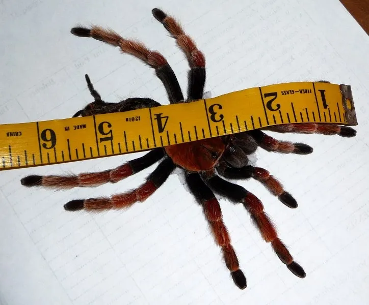 21670 b boehmei tarantula feeding