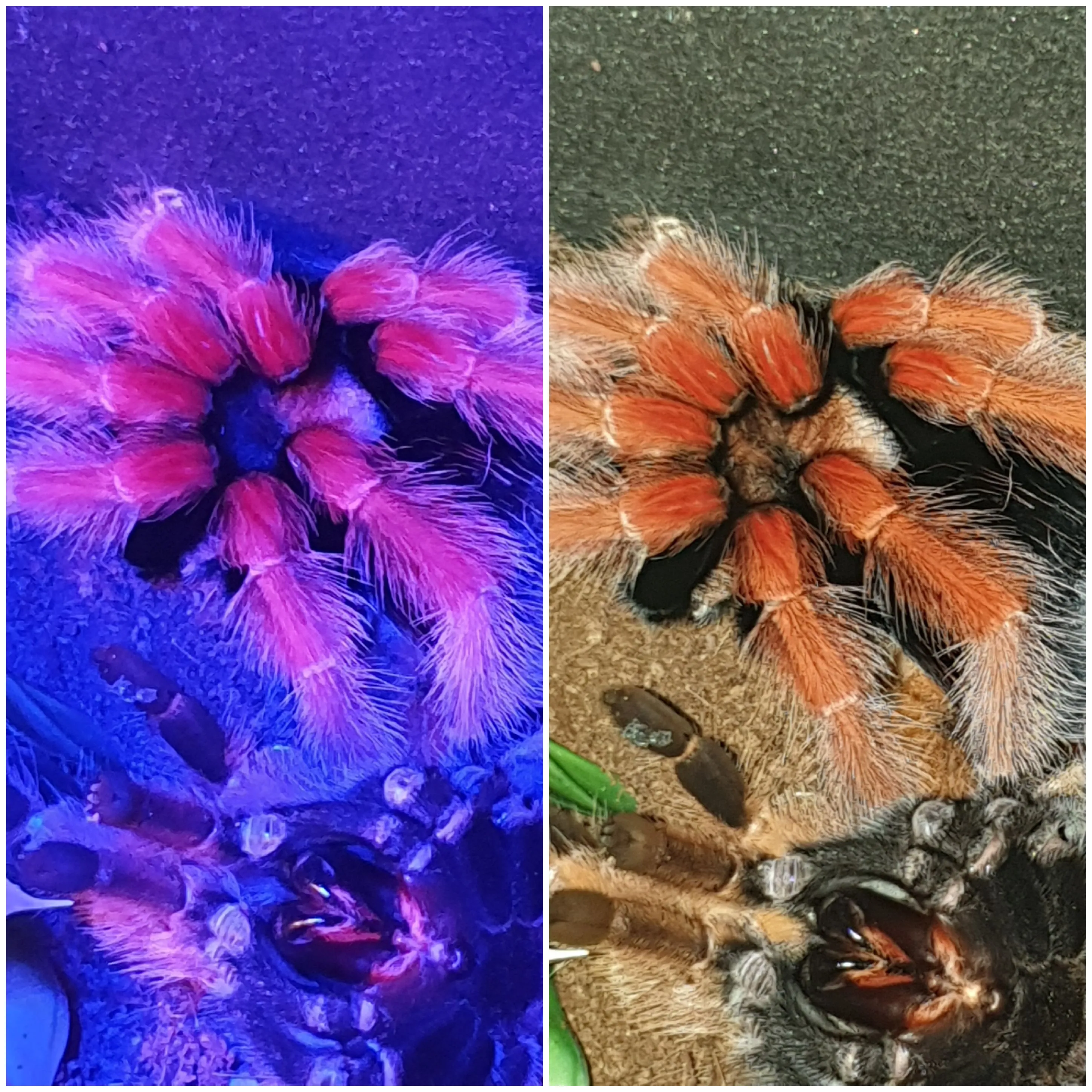21670 b boehmei tarantula habitat