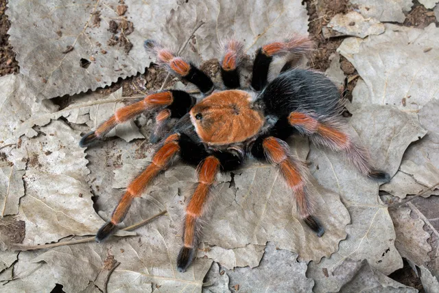 21670 b boehmei tarantula handling
