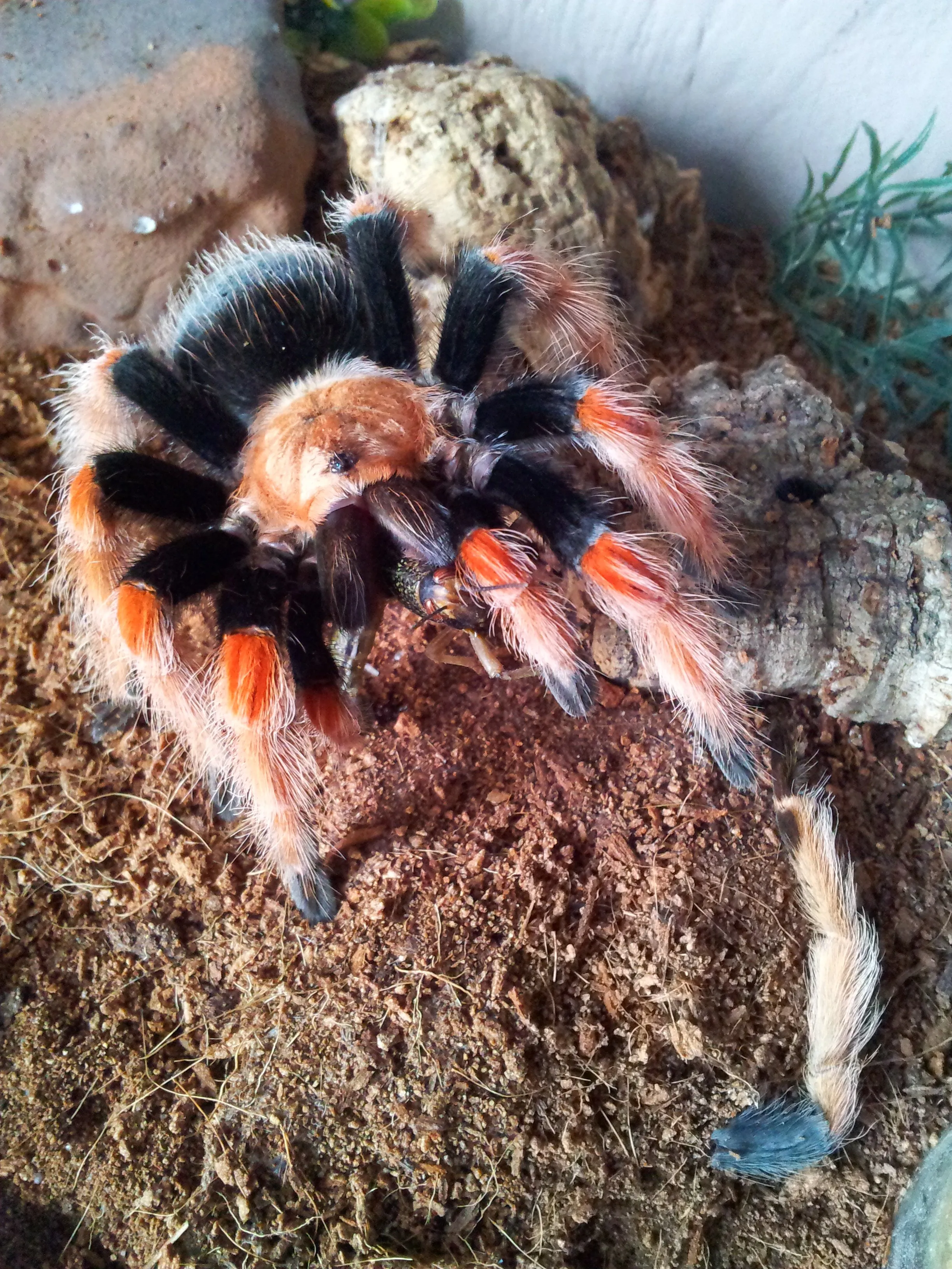 21670 b boehmei tarantula molting