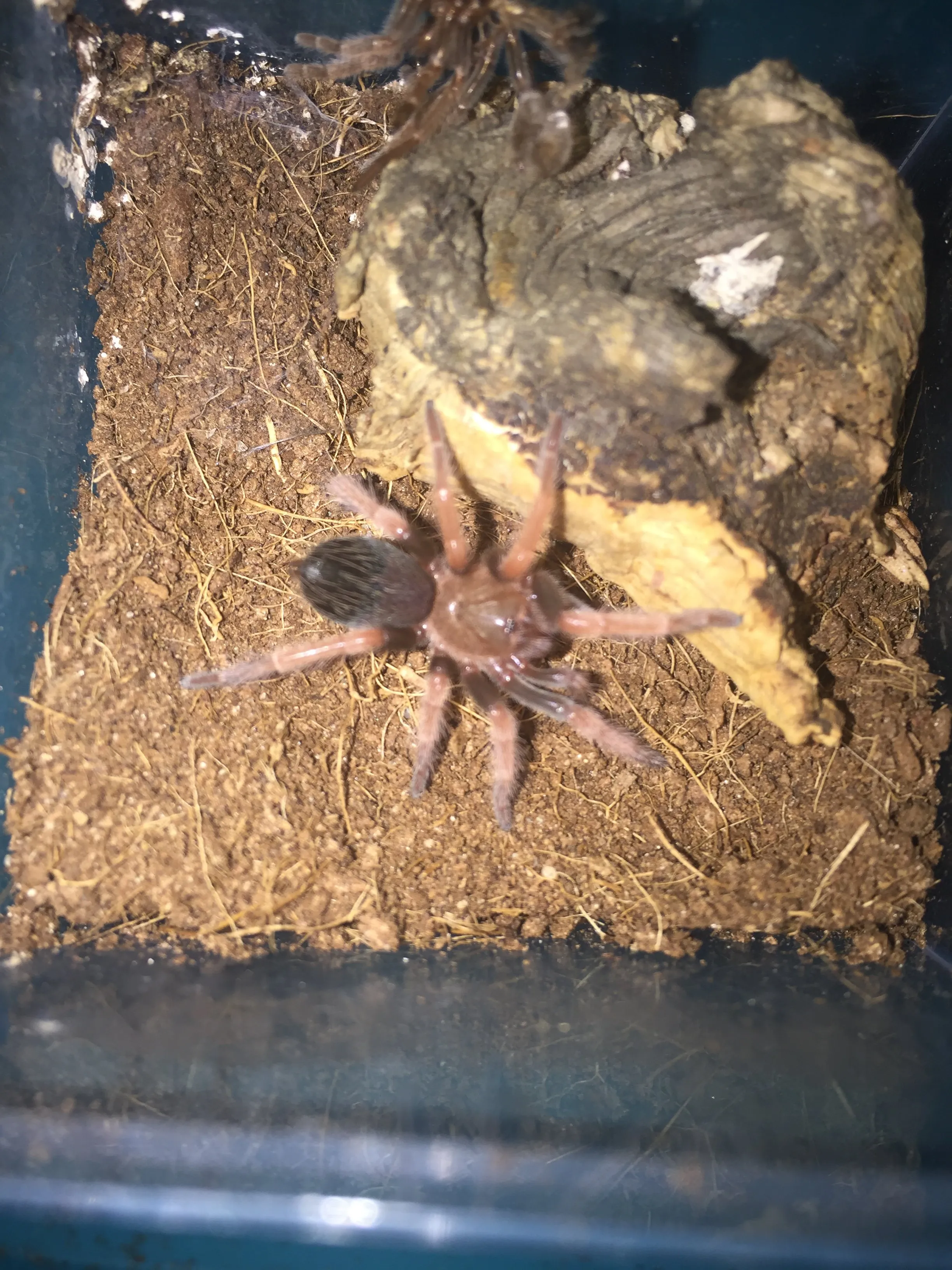 /img/21670-b-boehmei-tarantula-native-habitat.webp
