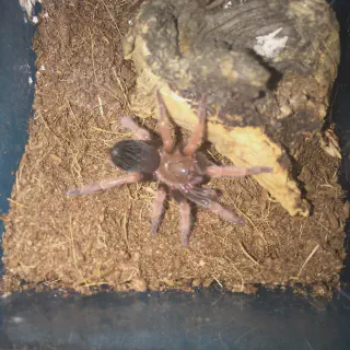 /img/21670-b-boehmei-tarantula-native-habitat.webp
