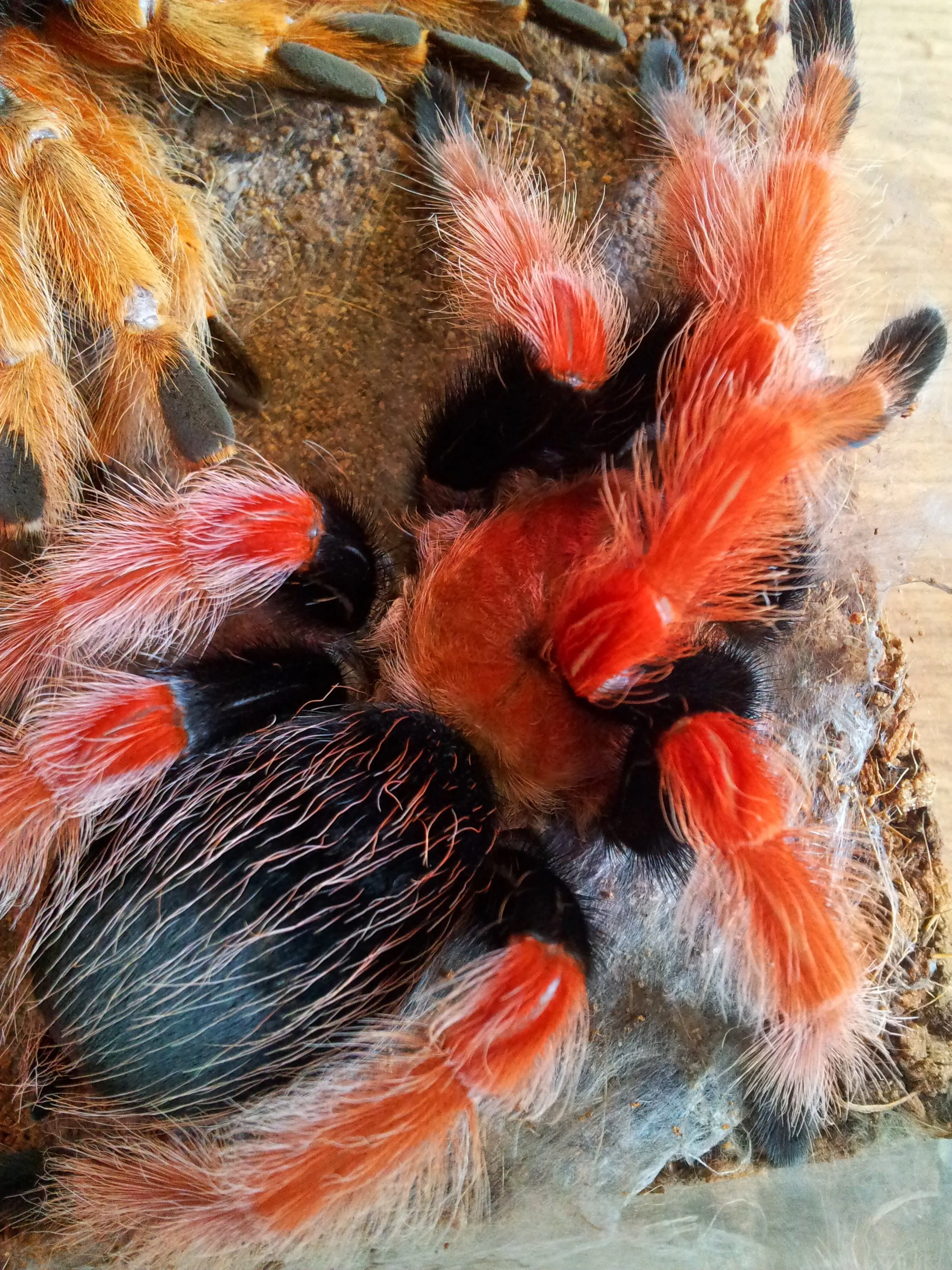 21670 b boehmei tarantula spiderling