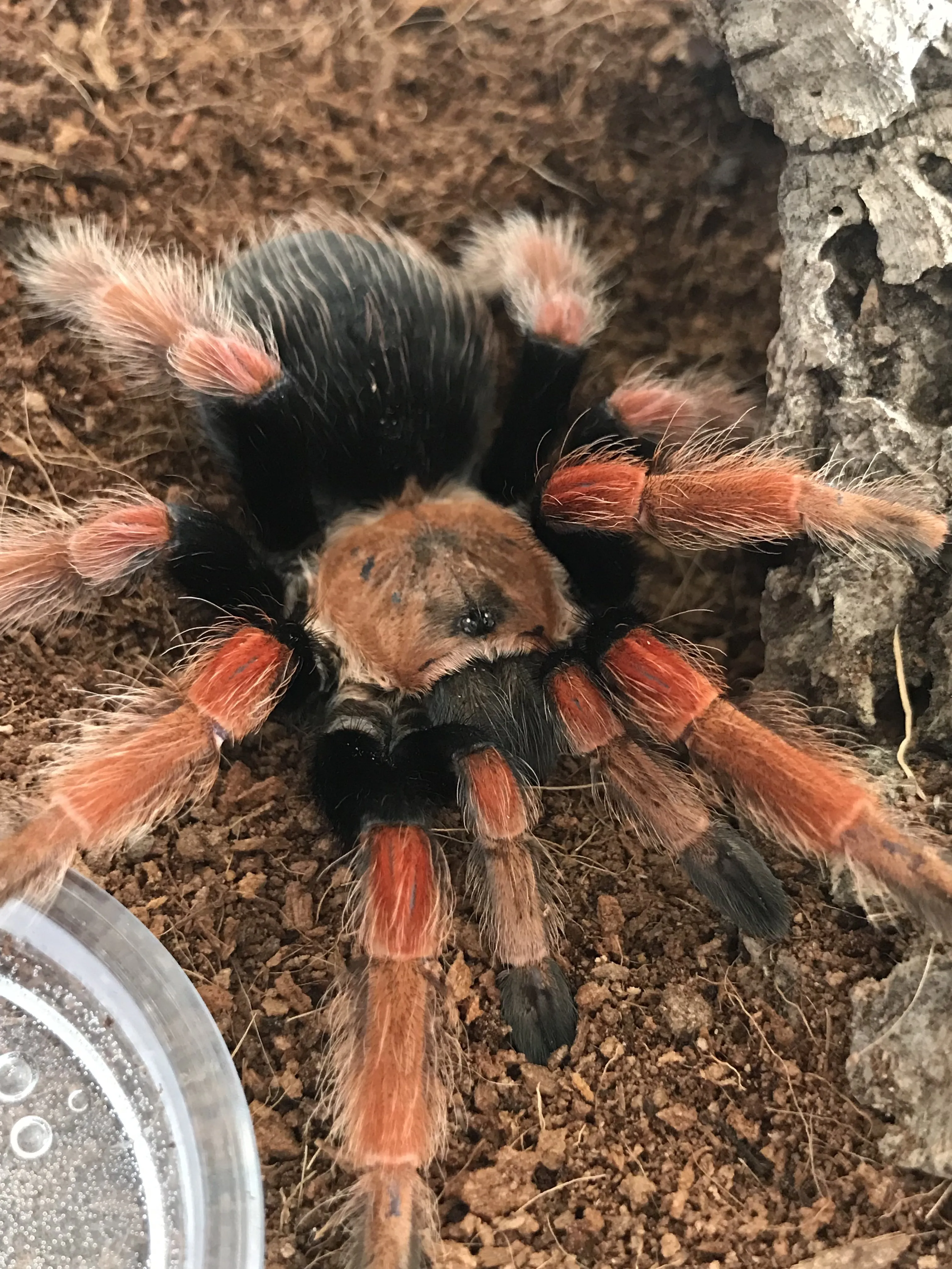 21670 b boehmei tarantula stunning