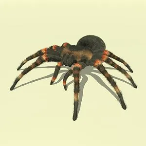 21671 baby tarantula model anatomy