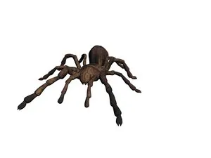 /img/21671-baby-tarantula-model-applications.webp
