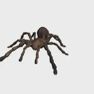 /img/21671-baby-tarantula-model-applications.webp