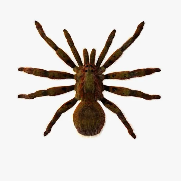 21671 baby tarantula model visualization