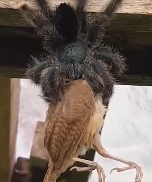 21673 tarantula habitat