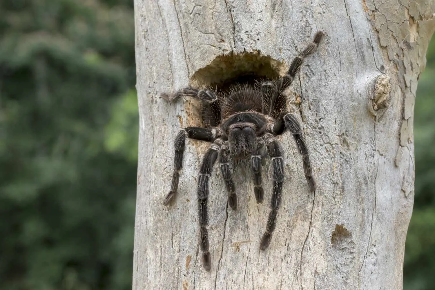 21673 tarantula in hand