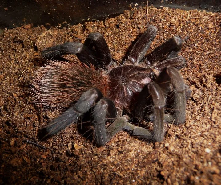 21674 dead tarantula