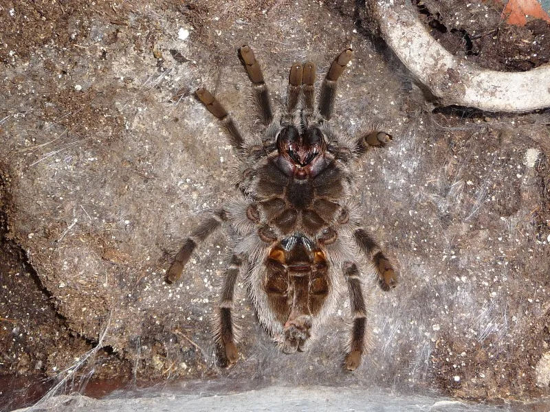 21674 healthy tarantula