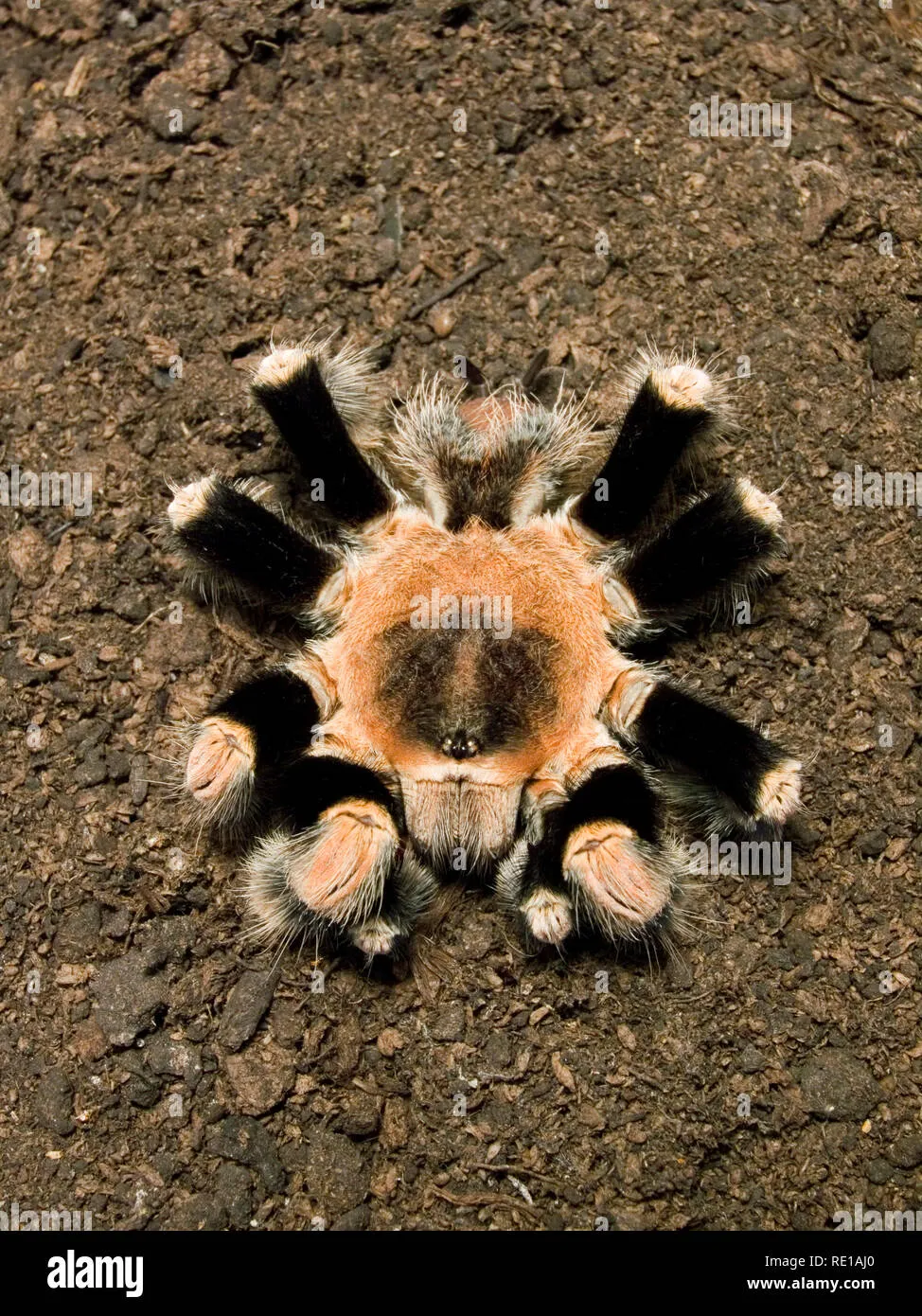 21674 tarantula exoskeleton