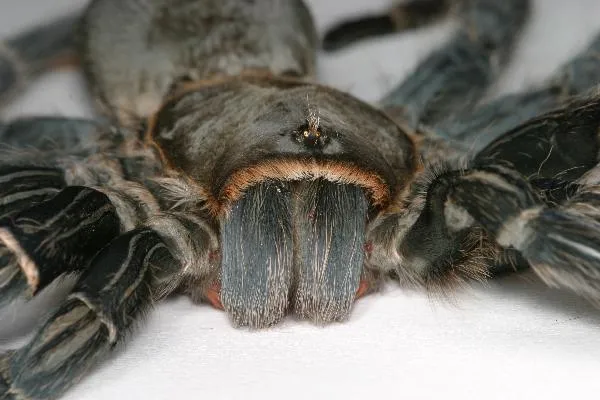 /img/21674-tarantula-feeding.webp