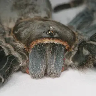 /img/21674-tarantula-feeding.webp