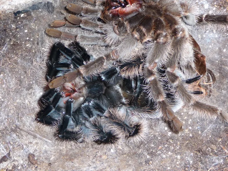 21674 tarantula molt process