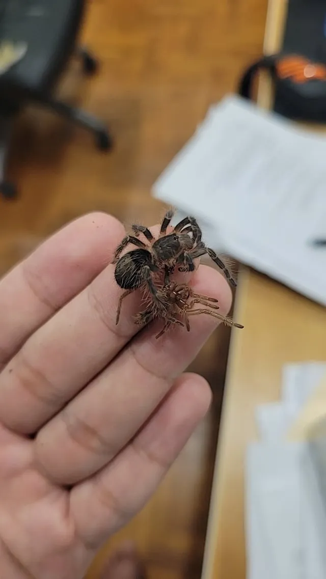 21674 tarantula water