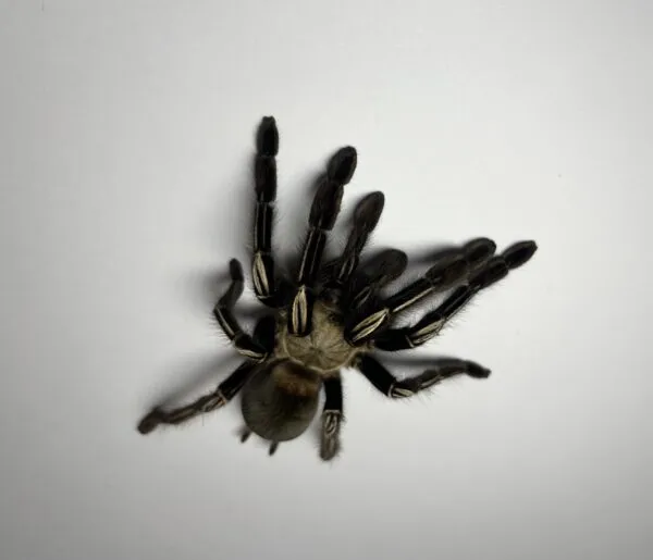 21675 skeleton leg tarantula closeup