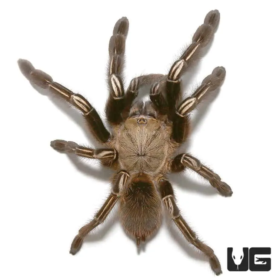21675 skeleton leg tarantula feeding