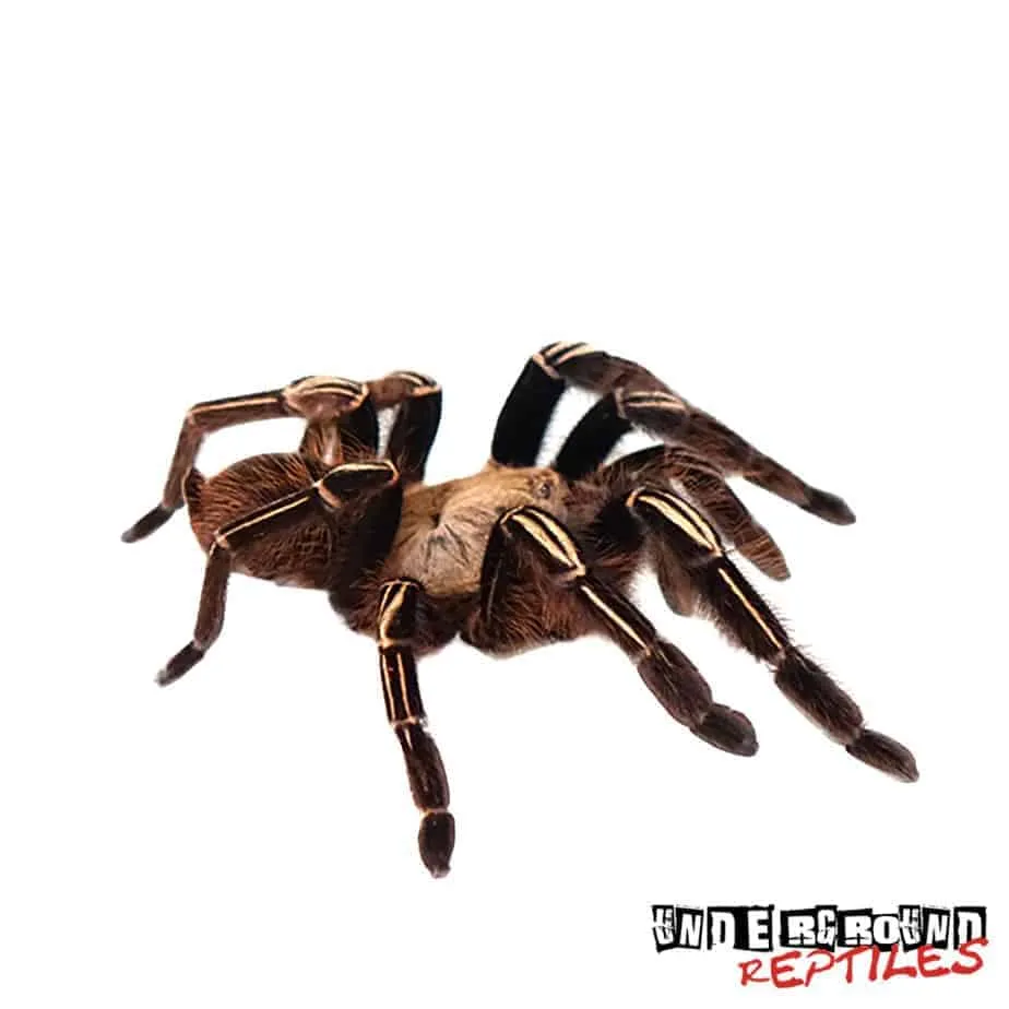 21675 skeleton leg tarantula habitat