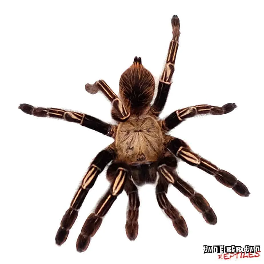 21675 skeleton leg tarantula legs