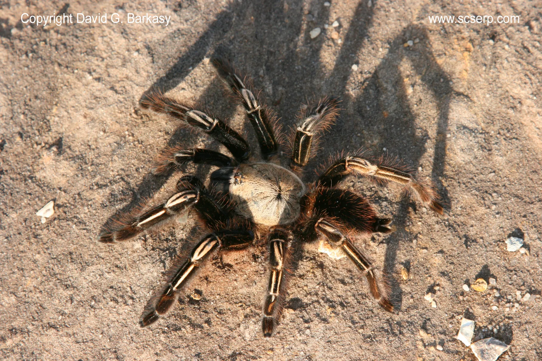 /img/21675-skeleton-leg-tarantula-molting.webp