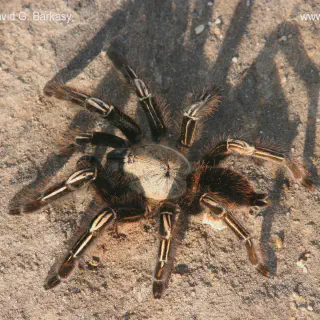 /img/21675-skeleton-leg-tarantula-molting.webp