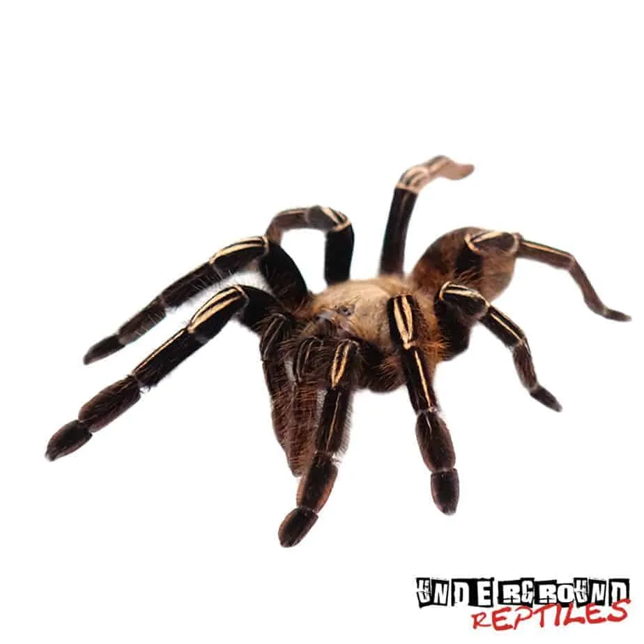 21675 skeleton leg tarantula overview