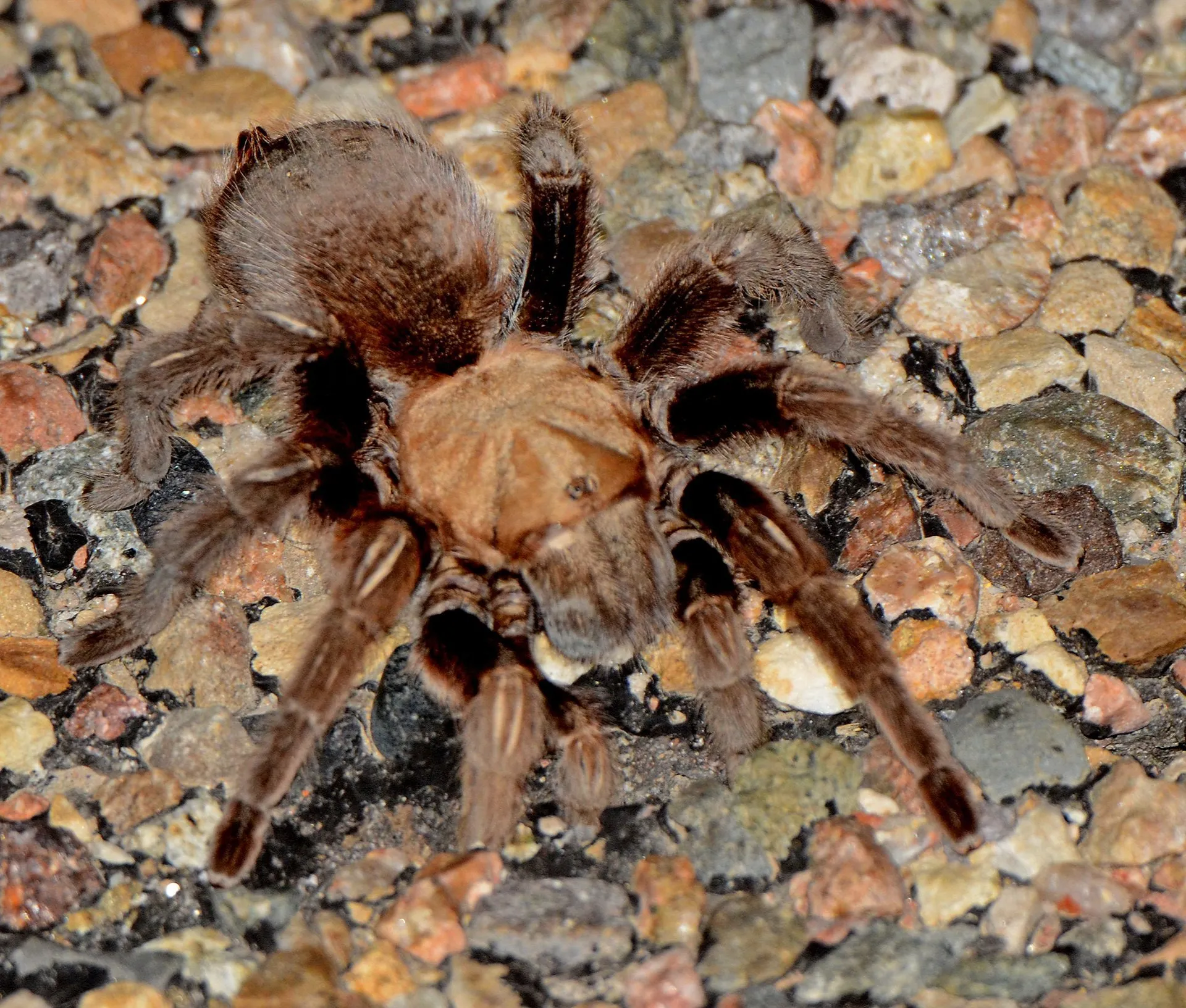 21676 photographing tarantula