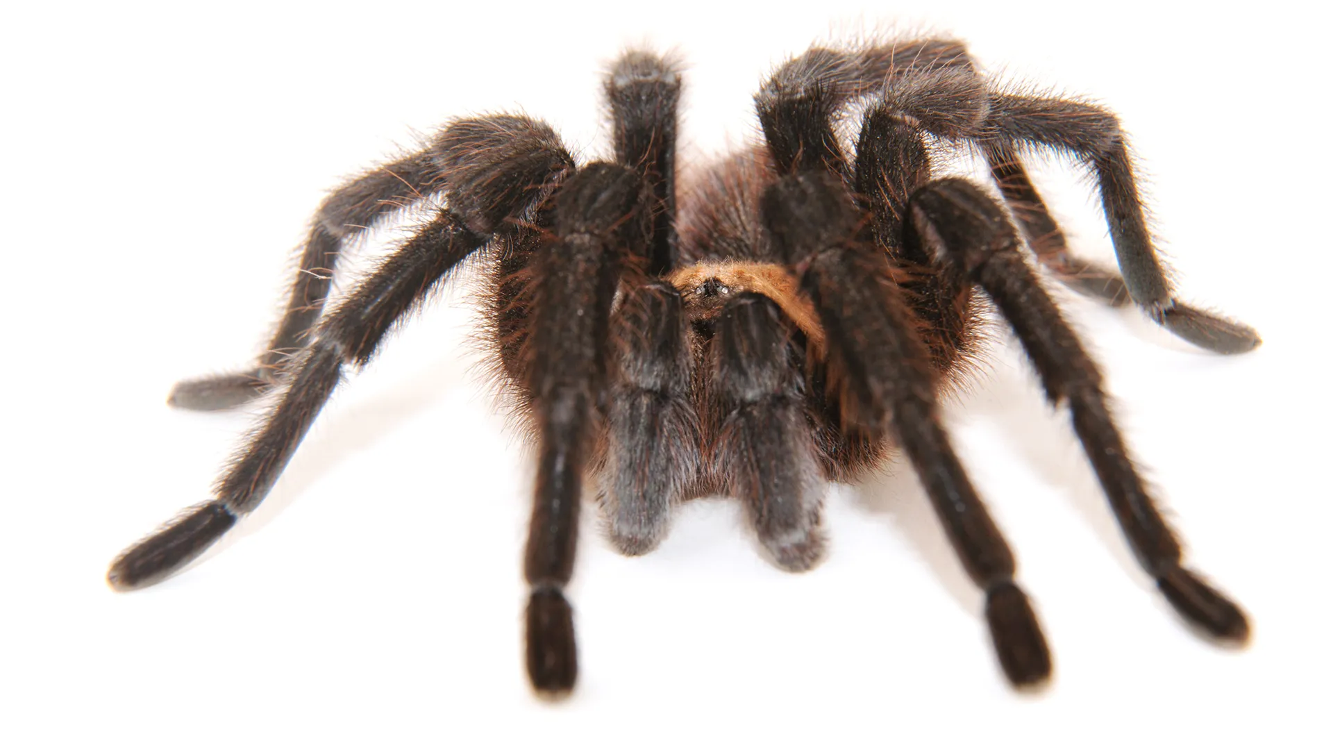 /img/21676-tarantula-reporting.webp